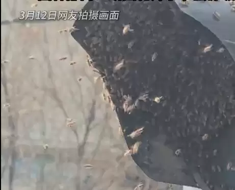 南京一红绿灯遭蜜蜂围攻 绿灯变黄灯 当地回应:或因花开时节蜜源充足