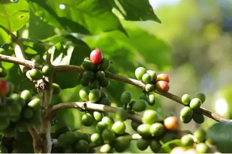 拼多多“千亿扶持”全面升级“2026多多好特产”，助力农产品供应链提质增效