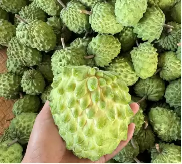 拼多多“千亿扶持”全面升级“2026多多好特产”，助力农产品供应链提质增效