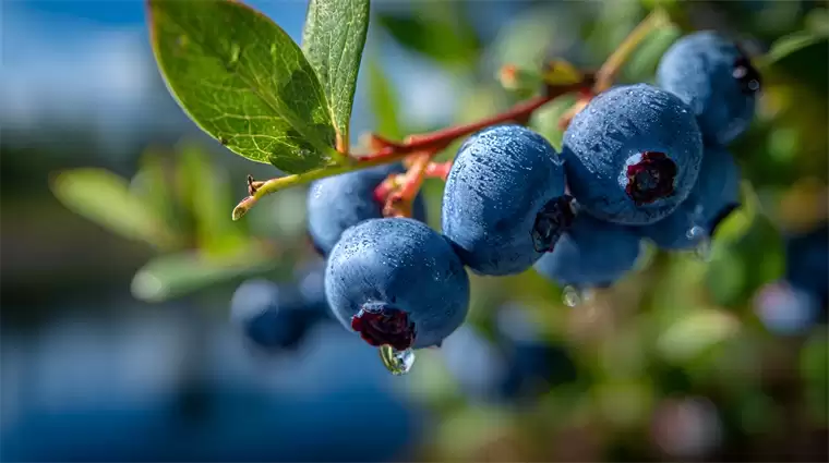 蓝莓便宜到论桶卖，网友感叹：蓝莓自由终于来了