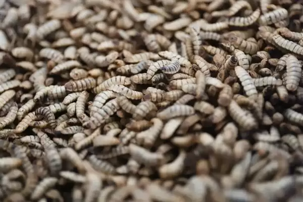 茅台跨界杀入宠物圈 昆虫蛋白宠粮引热议