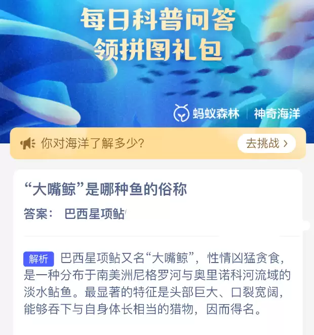 大嘴鲸是哪种鱼的俗称