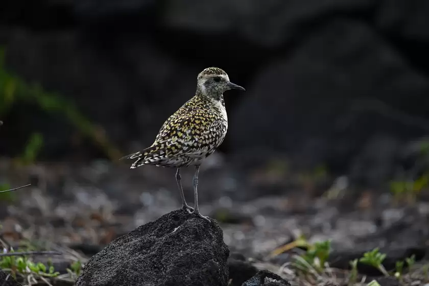 振翅之间，尼康伴你见自然之美