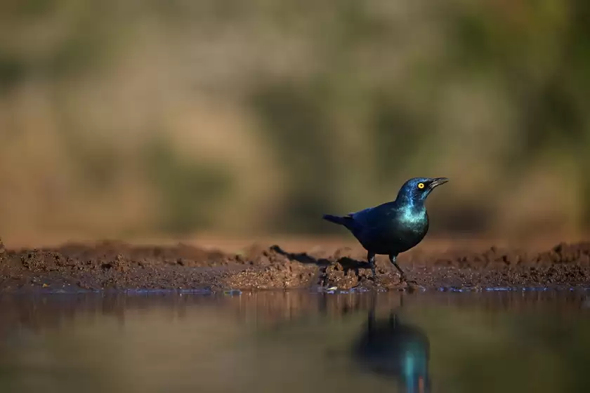 振翅之间，尼康伴你见自然之美
