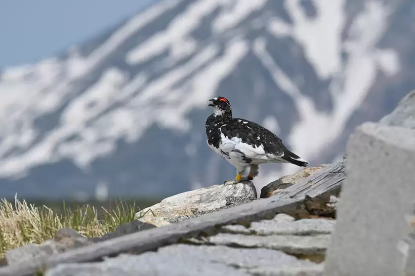 振翅之间，尼康伴你见自然之美