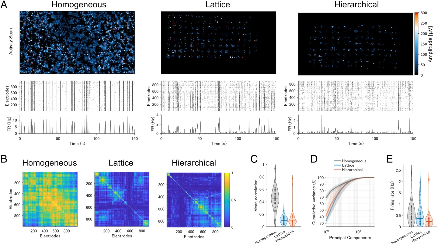 日本团队训练大鼠神经元，可实时执行AI计算任务