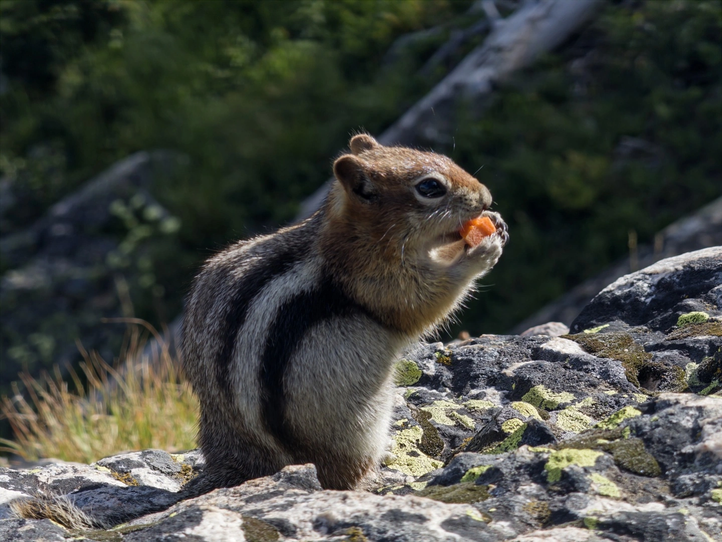 Adobe 推出专业化智能手机相机应用 Project Indigo:iOS 首发,免费提供