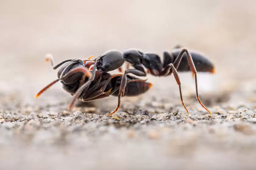 Zuiko 90mm F3.5 Macro快速体验：惊喜十足！