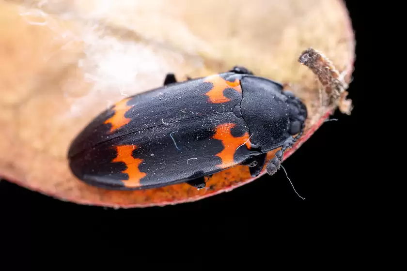 Zuiko 90mm F3.5 Macro快速体验：惊喜十足！