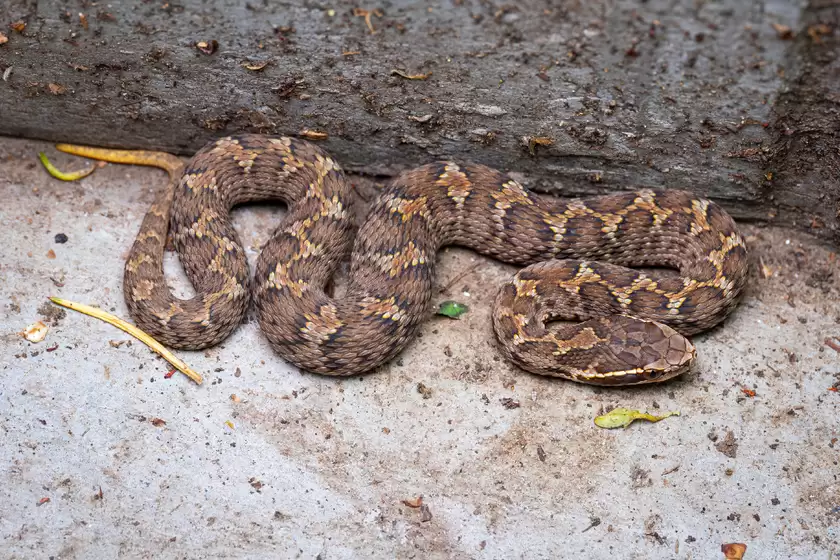 Zuiko 90mm F3.5 Macro快速体验：惊喜十足！