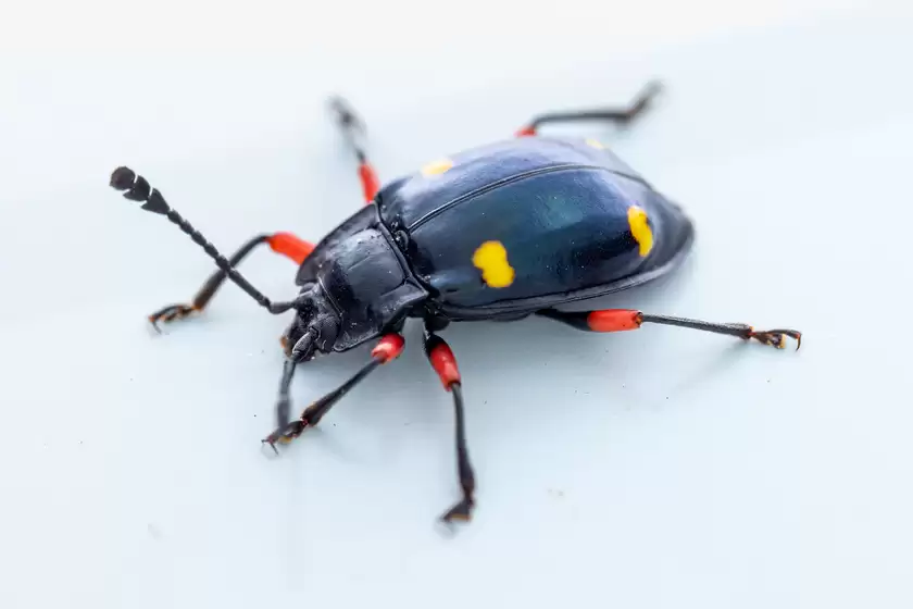 Zuiko 90mm F3.5 Macro快速体验：惊喜十足！