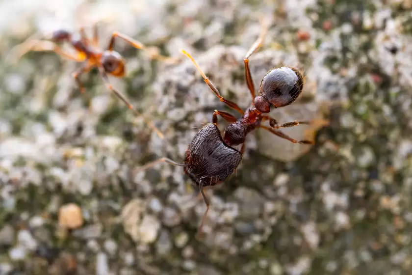 Zuiko 90mm F3.5 Macro快速体验：惊喜十足！