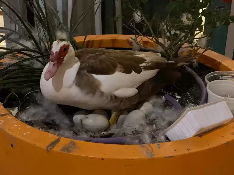 美国得州一只鸭子被自动驾驶汽车碾死，居民怒了