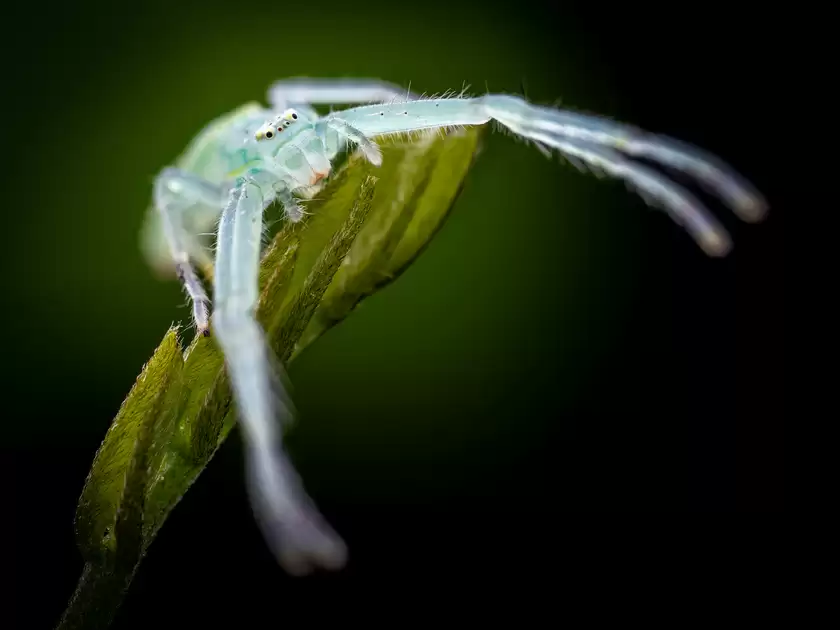Zuiko 90mm F3.5 Macro快速体验：惊喜十足！