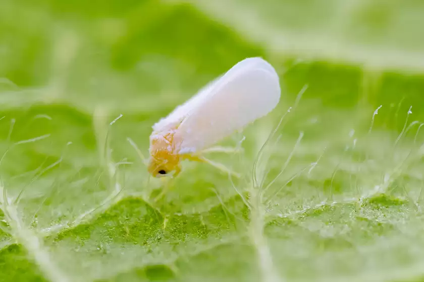 Zuiko 90mm F3.5 Macro快速体验：惊喜十足！