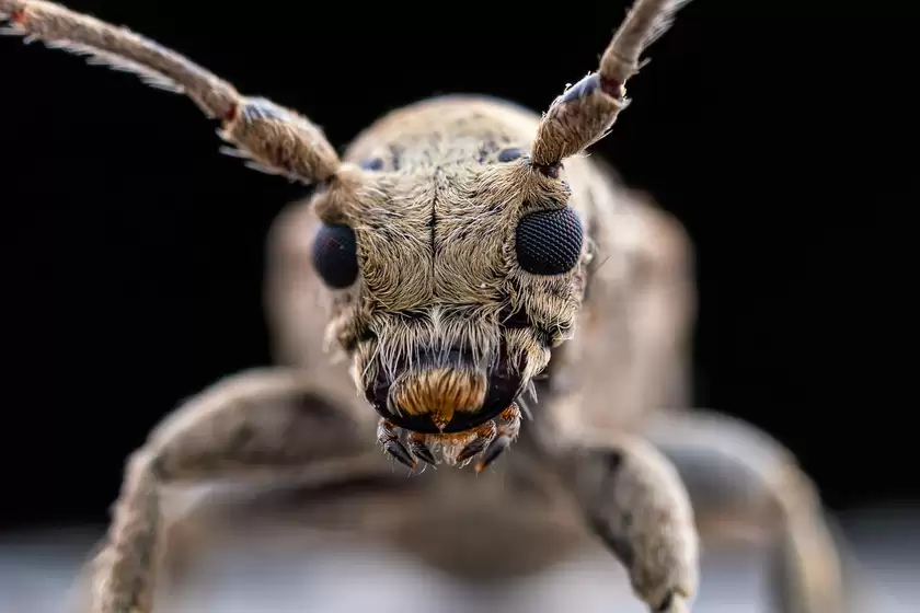 Zuiko 90mm F3.5 Macro快速体验：惊喜十足！