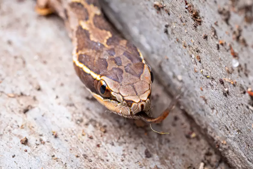 Zuiko 90mm F3.5 Macro快速体验：惊喜十足！