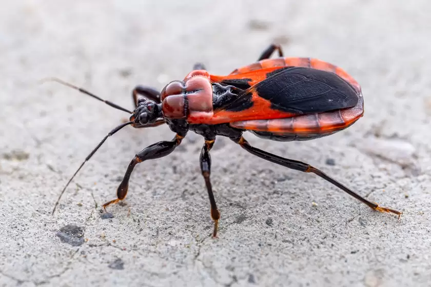Zuiko 90mm F3.5 Macro快速体验：惊喜十足！