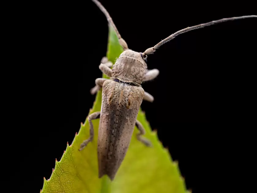 Zuiko 90mm F3.5 Macro快速体验：惊喜十足！