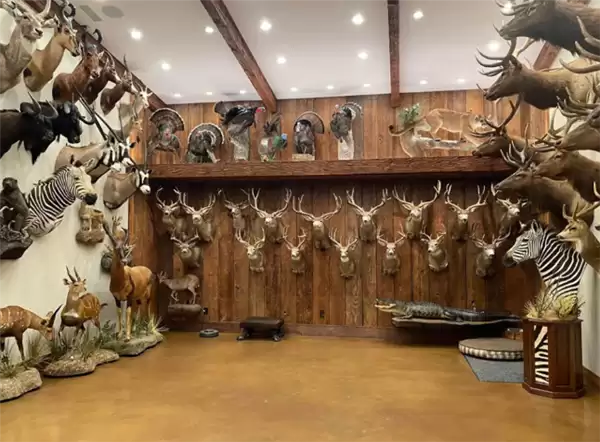 猎手反成猎物！美国富豪斥巨资非洲打猎 被5头大象踩踏身亡