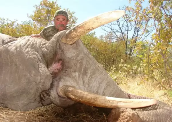 猎手反成猎物！美国富豪斥巨资非洲打猎 被5头大象踩踏身亡