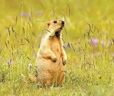 豪猪镇之秋顺其自然成就怎么达成