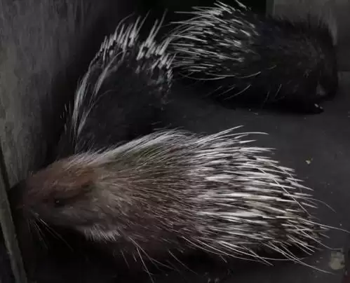 豪猪镇之秋顺其自然成就怎么达成