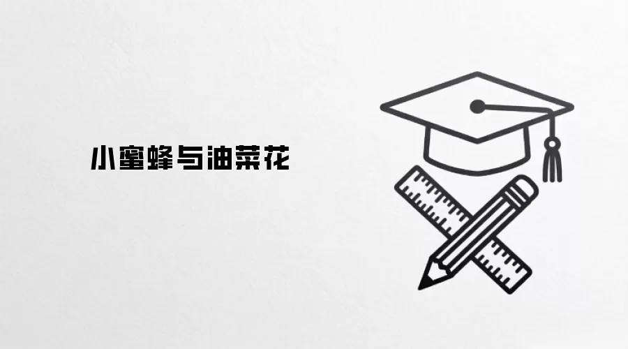 小蜜蜂与油菜花