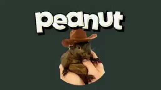 什么是peanut the squirrel？pnut币价格预测2025-2030年 - php中文网
