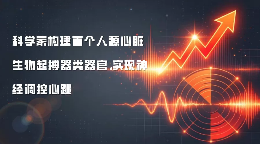 科学家构建首个人源心脏生物起搏器类器官，实现神经调控心跳