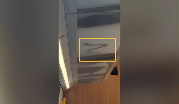 虚惊一场!网传高铁行李架上掉下蛇 官方辟谣:其实是鳗鱼