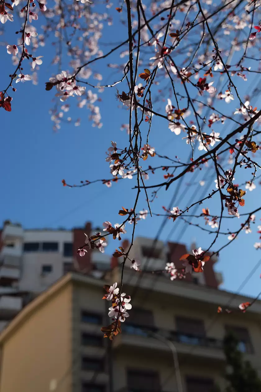 小美好,轻上镜|LUMIX S 40mm F2 正式发布,S9新色同步登场 小美好,轻上镜|LUMIX S 40mm F2 正式发布,S9新色同步登场