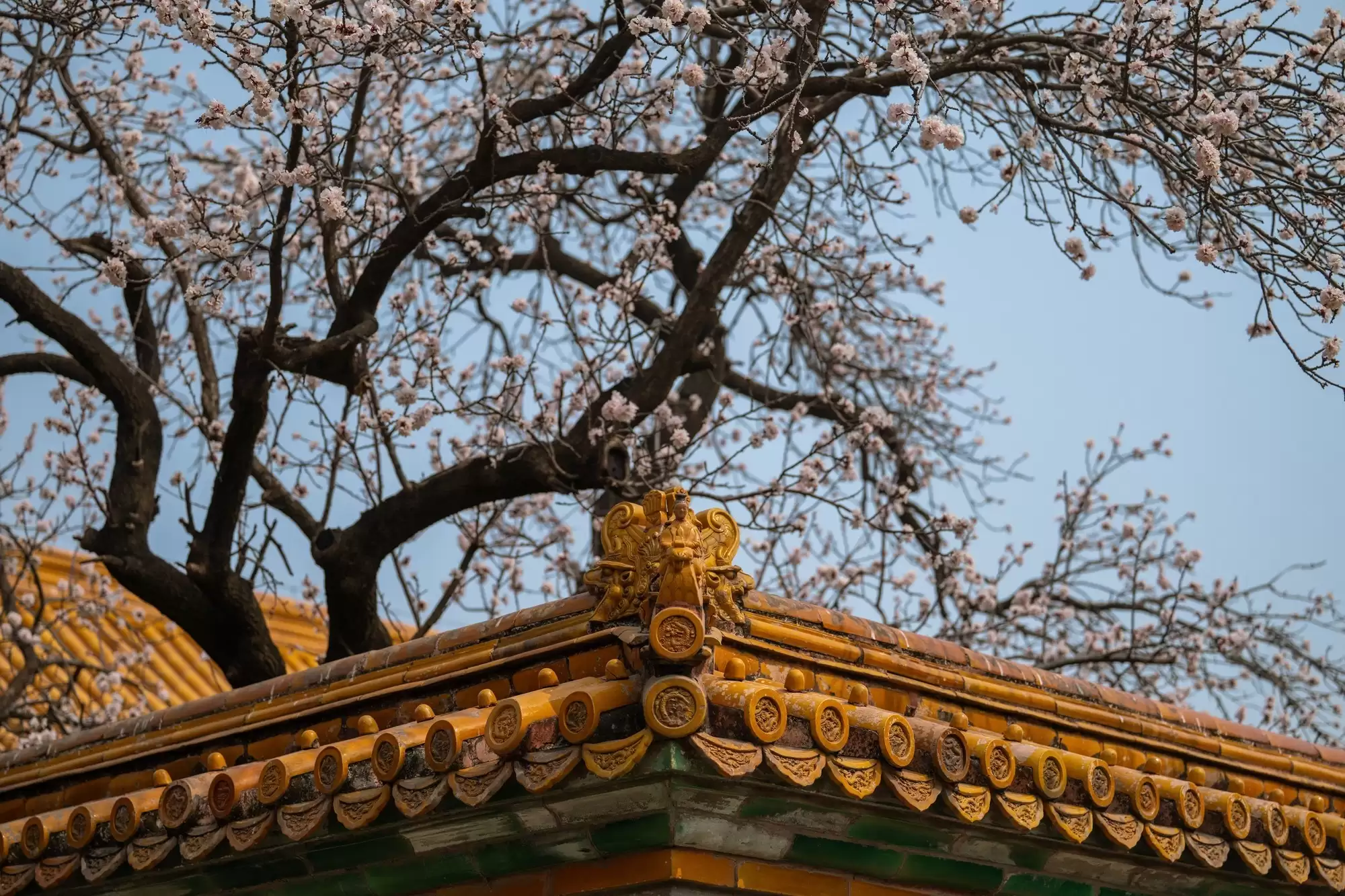 长焦变焦镜头推荐:尼康尼克尔 Z 70 - 200mm f/2.8 VR S II解析