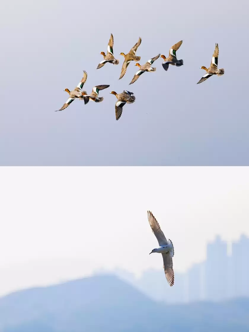 专访徐可意:爱是坚持生态摄影的最大动力 专访徐可意:爱是坚持生态摄影的最大动力