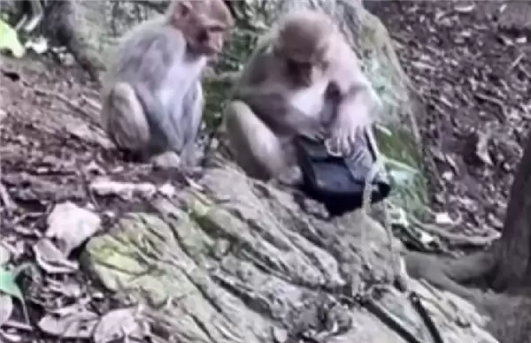 黔灵山猴子抢走女子GUCCI包咬烂 景区拒绝赔偿：不属于管辖范畴