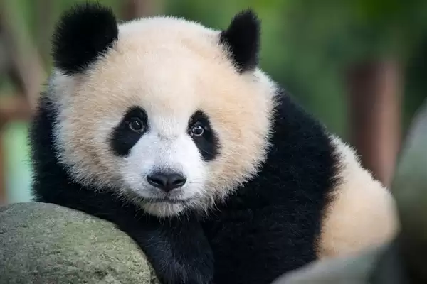 全国首例涉大熊猫网络谣言案入选法院案例库：主播夫妇双双获刑