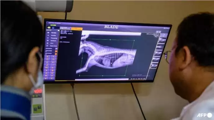 AI兽医驾到！韩国”X Caliber”让宠物看病快准又省心