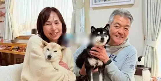 COCORO上线市值腰斩解析:官方柴犬币与Meme币波动逻辑